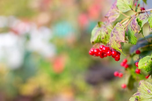 Viburnum berries and leaves in summer outdoors in the garden. A bunch of red viburnum berries on a branch. High quality photo