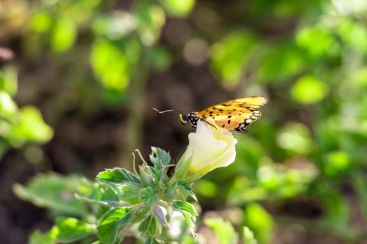 detail of monarch yellow butterfly garden of chennai road side in india