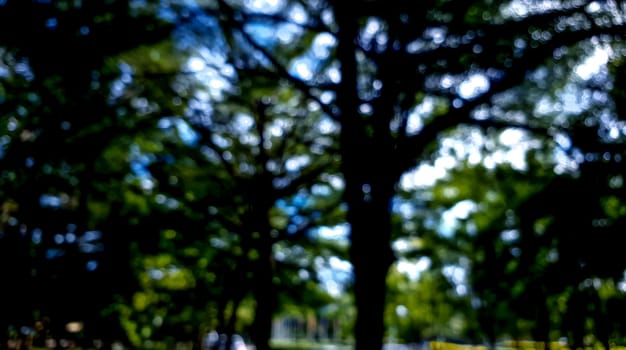 a bokeh scene of tree natural with shadow and light.