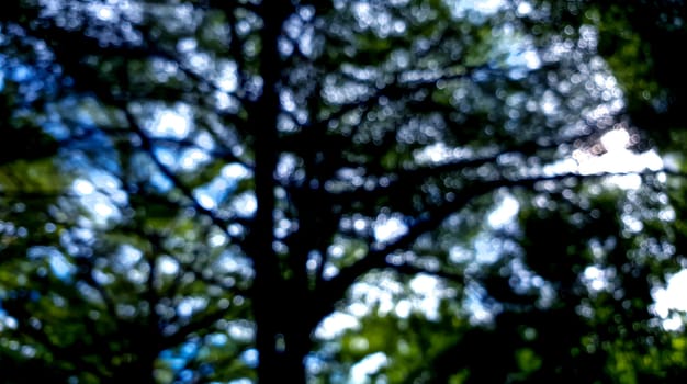 a bokeh scene of tree natural with shadow and light.