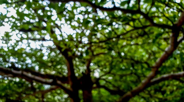 a bokeh scene of tree natural with shadow and light.