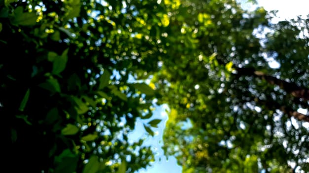 a bokeh scene of tree natural with shadow and light.