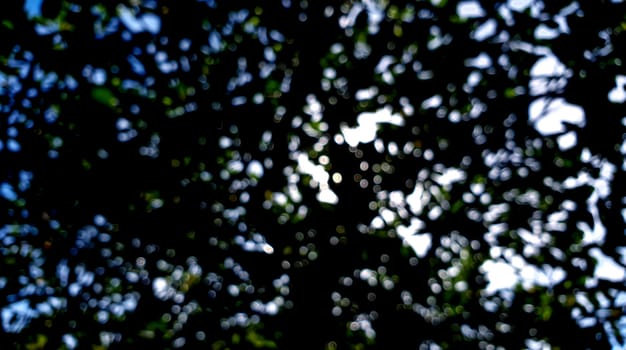 a bokeh scene of tree natural with shadow and light.