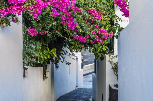 Typical narrow street of stromboli island with its white walls decorated with Bougainvilleas and  to the sea  Aeolian islands italy