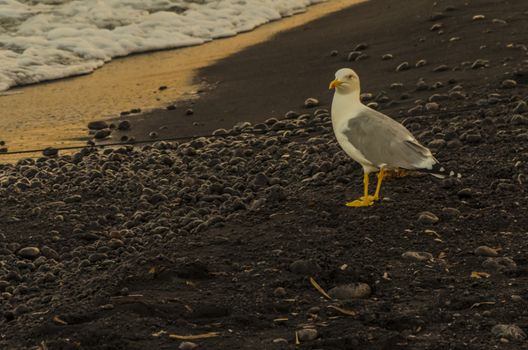 Wave and seagull on sandy beach and volcanic stones tyrrhenian sea stromboli island italy