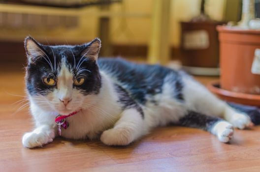 Cat lying comfortably but with an attentive and inquisitive look