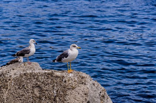 Two seagulls on a rock in front of the port of stromboli island