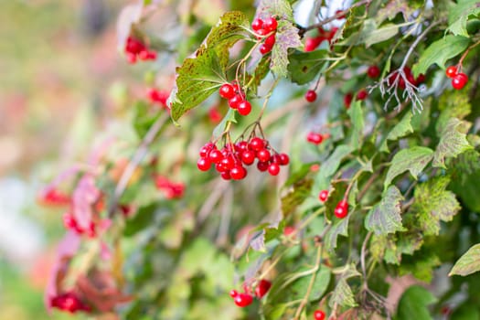 Viburnum berries and leaves in summer outdoors in the garden. A bunch of red viburnum berries on a branch. High quality photo