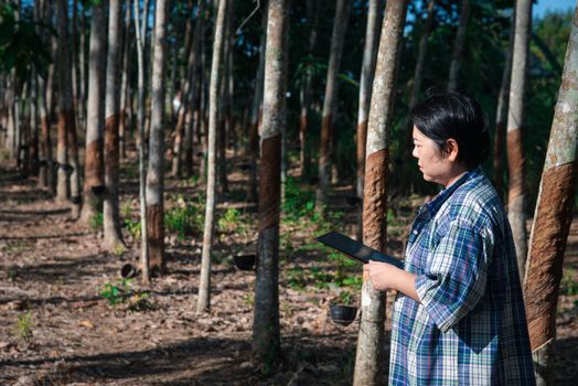 Asian woman smart farmer agriculturist working at rubber tree plantation with Rubber tree in row natural latex is a agriculture harvesting natural rubber in white milk color for industry in Thailand