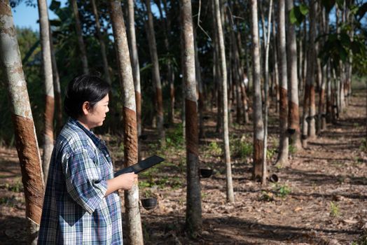 Asian woman smart farmer agriculturist working at rubber tree plantation with Rubber tree in row natural latex is a agriculture harvesting natural rubber in white milk color for industry in Thailand