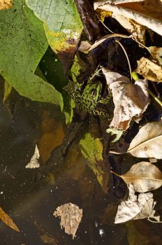 Lake with colorful autumn leaves and a green frog or Rana in the water, Vrana park, Sofia, Bulgaria