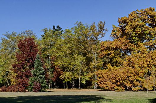 Colorful autumn forest with beautiful branched trees with many yellow, green, red and brown leaves  and meadow, Vrana park,  Sofia, Bulgaria