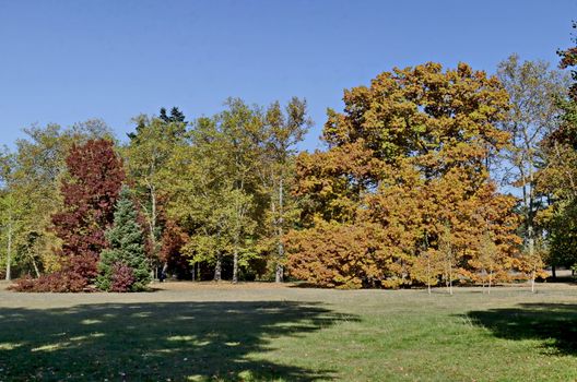 Colorful autumn forest with beautiful branched trees with many yellow, green, red and brown leaves  and meadow, Vrana park,  Sofia, Bulgaria