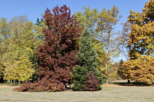 Colorful autumn forest with beautiful branched trees with many yellow, green, red and brown leaves  and meadow, Vrana park,  Sofia, Bulgaria