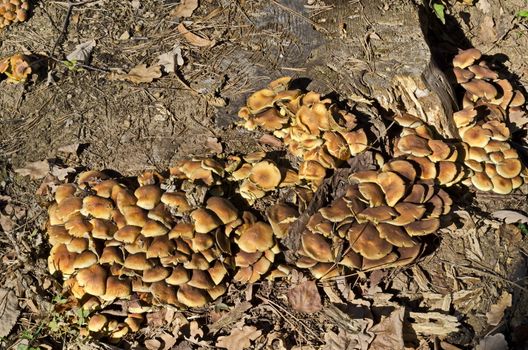 Delicious edible yellow mushrooms chanterelle or Cantharellus ciba-rius grow near by stump , Sofia, Bulgaria