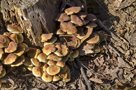 Delicious edible yellow mushrooms chanterelle or Cantharellus ciba-rius grow near by stump , Sofia, Bulgaria