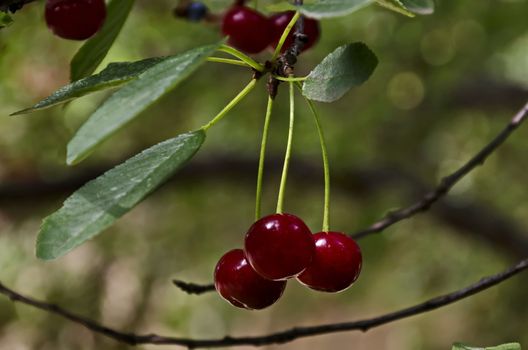 Cherry or sour cherry twig with sweet appetizing red fruits in the garden, Sofia, Bulgaria