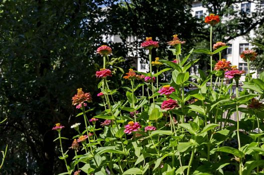 Field with multi coloured bloom  zinnia  in the balcony, Sofia, Bulgaria