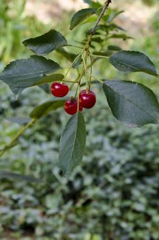 Cherry or sour cherry twig with sweet appetizing red fruits in the garden, Sofia, Bulgaria