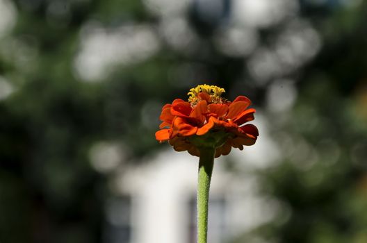 Fresh twig of orange zinnia  bloom in the garden, Sofia, Bulgaria