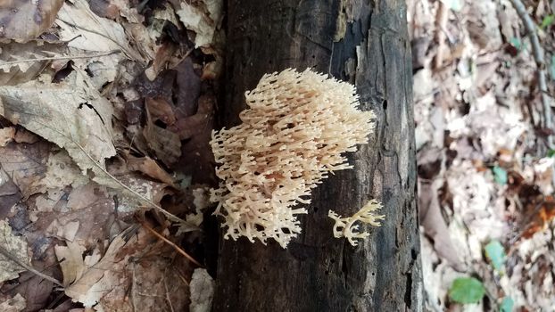 brown orange mushroom growing on log in forest or woods