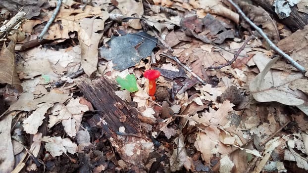 red mushroom or fungus growing in brown leaves in forest or woods