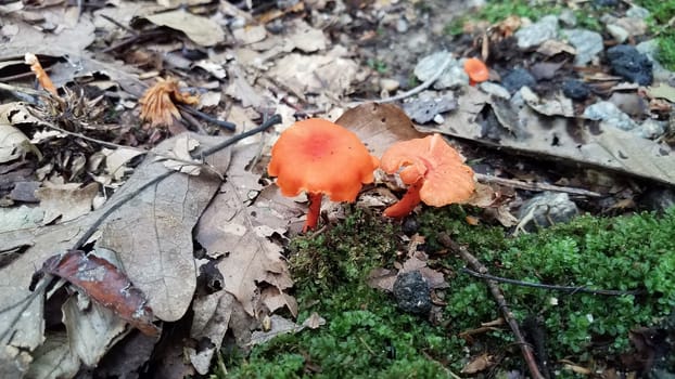 orange mushroom or fungus growing in brown leaves in forest or woods