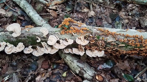 brown orange mushroom growing on log in forest or woods