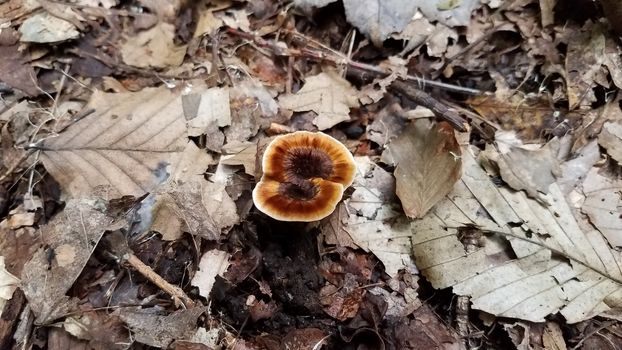 orange mushroom or fungus growing in brown leaves in forest or woods