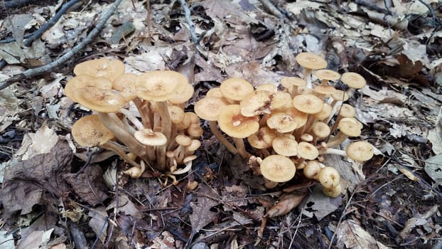 orange brown mushroom or fungus growing in brown leaves in forest or woods