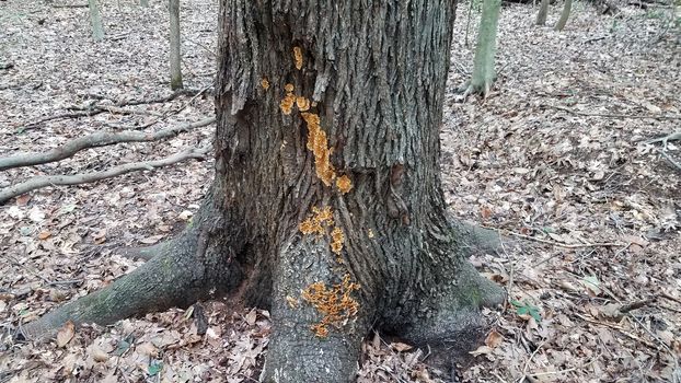 orange mushrooms growing on tree trunk in forest or woods with leaves