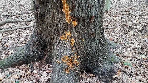 orange mushrooms growing on tree trunk in forest or woods with leaves