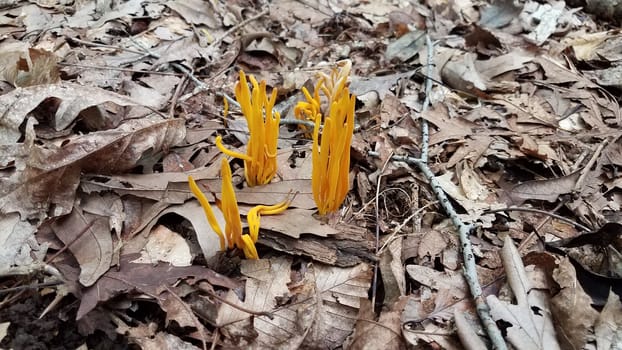 orange mushroom or fungus growing in brown leaves in forest or woods