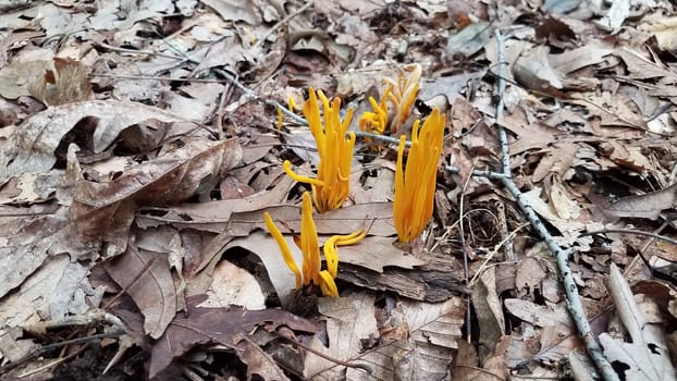 orange mushroom or fungus growing in brown leaves in forest or woods