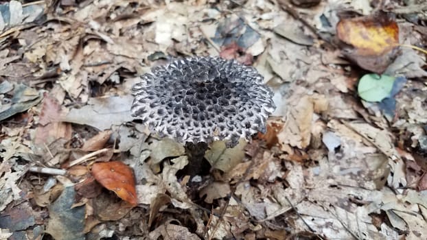 grey and white mushroom or fungus growing in brown leaves in forest or woods