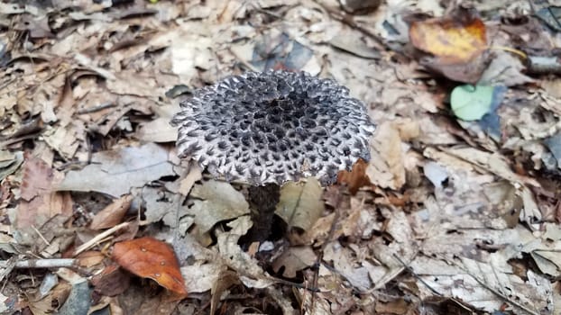 grey and white mushroom or fungus growing in brown leaves in forest or woods