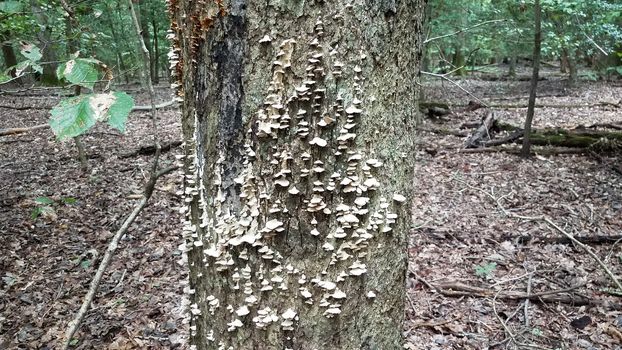 white mushrooms growing on tree trunk in forest or woods with leaves