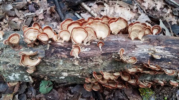 brown orange mushroom growing on log in forest or woods