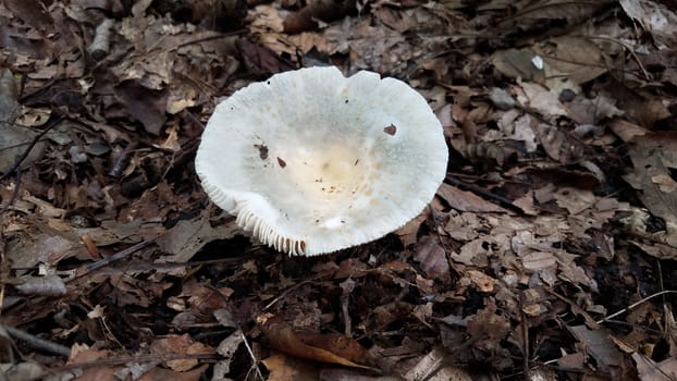 grey and white mushroom or fungus growing in brown leaves in forest or woods