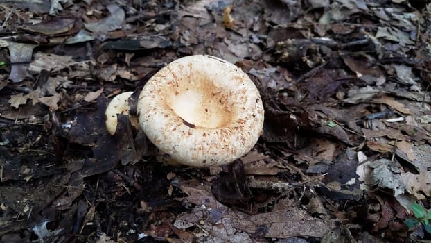 white and brown mushroom or fungus growing in brown leaves in forest or woods