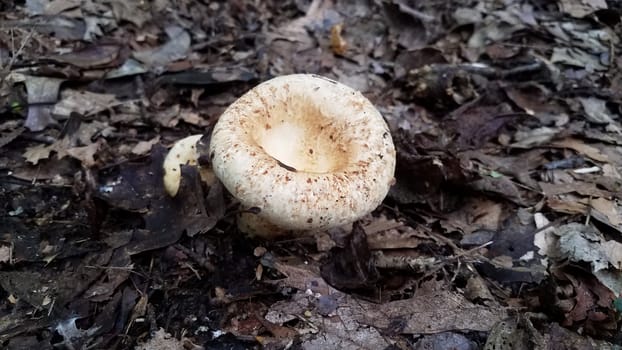 white and brown mushroom or fungus growing in brown leaves in forest or woods