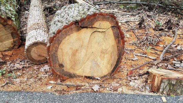 fallen cut tree trunk showing rings and asphalt