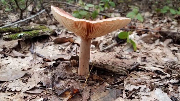 orange mushroom or fungus growing in brown leaves in forest or woods