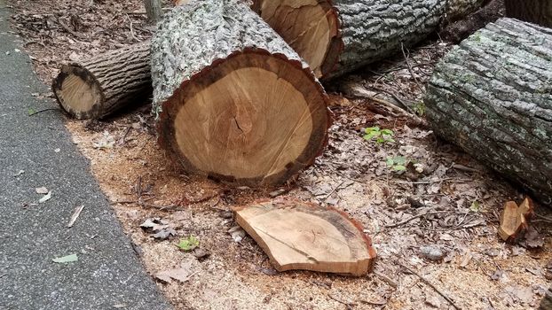 fallen cut tree trunk showing rings and asphalt