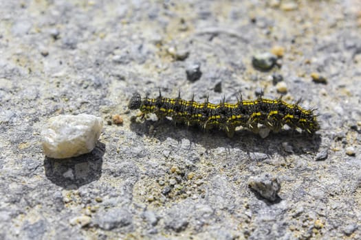 Black and yellow hairy caterpillar on stony ground in Hemsedal, Viken, Norway.