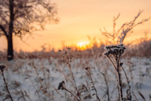 Frosted meadow flowers in the sunset light