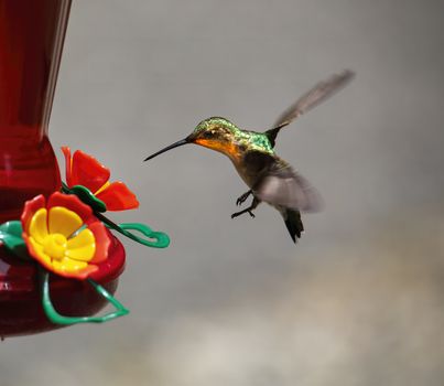 Hummingbird approaches feed for nectar.