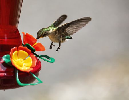 Hummingbird feeds while hovering.