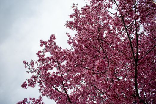 A Bright Pink Cherry Blossom Tree on an Overcast Sky