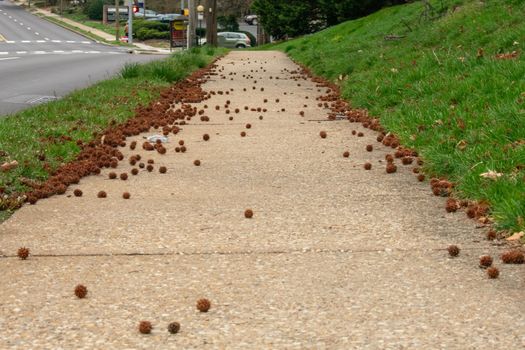 Spiked Seed Pods Littering the Tan Sidewalk in Suburban Pennsylvania